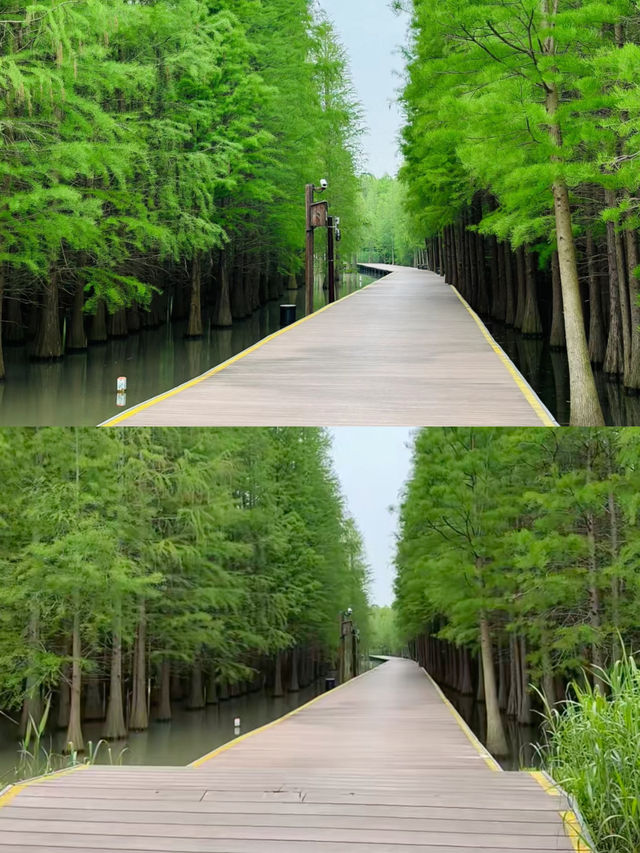 崇明島|像極了宮崎駿動漫裡的地方