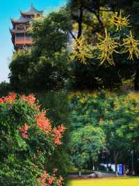 直達成都地鐵,塔子山公園,是個賞秋好去處。