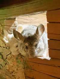 五角場全新開幕 | 隱藏在城市喧嘩中的自然之趣。