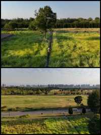 9月21日實拍西安誰還沒去這個公園看粉黛花海!。