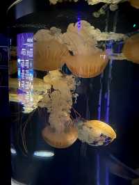 波士頓景點 | 新英格蘭水族館。