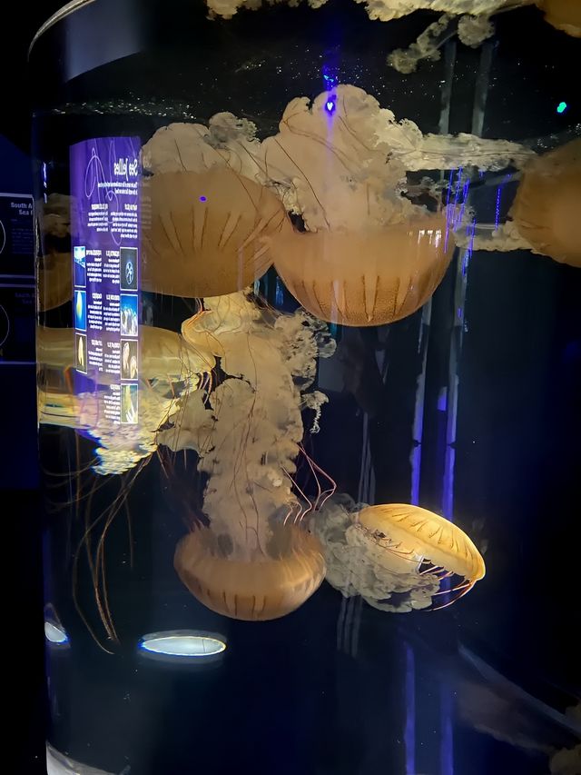 波士頓景點 | 新英格蘭水族館。