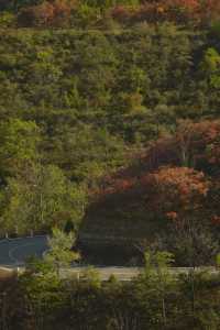 大紅寨登山賞紅葉觀賞路線與拍攝技巧全攻略。