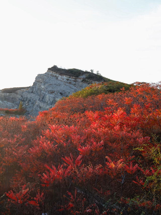 滿山紅遍日照金山紅葉谷太震撼了。
