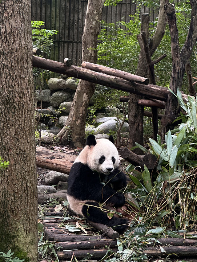 成都｜帶兒子看到了他夢寐以求的大熊貓。