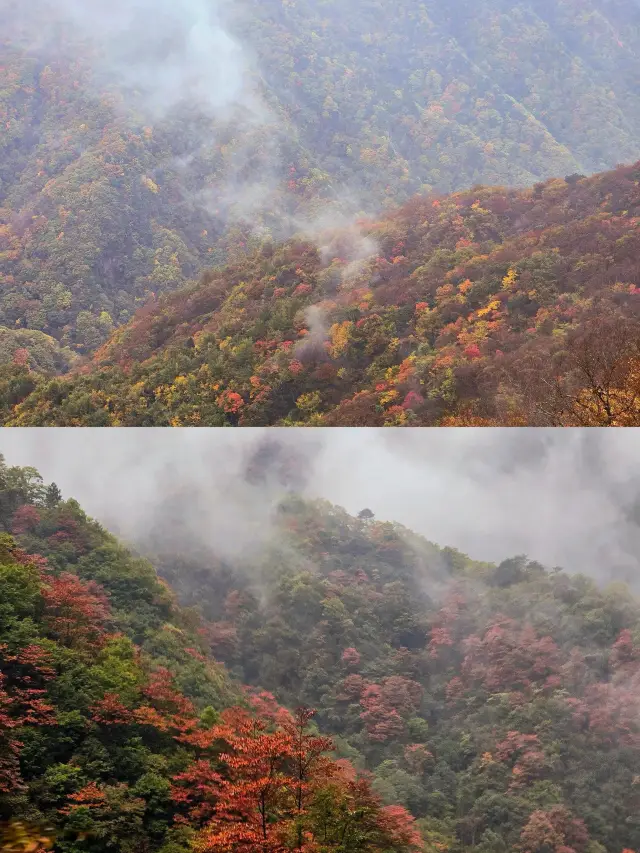 Explore Micang Mountain National Forest Park: A Haven for the Soul. 