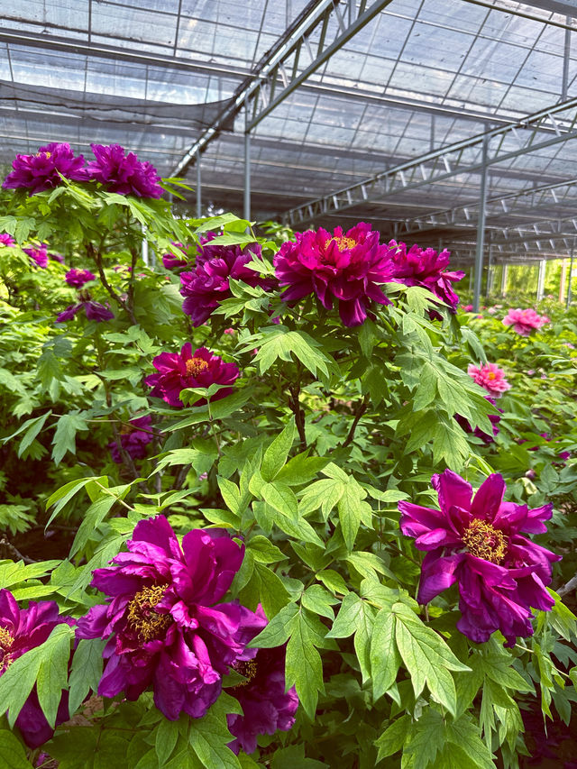 洛陽隋唐植物園 | 邂逅一場歷史與自然的盛宴。