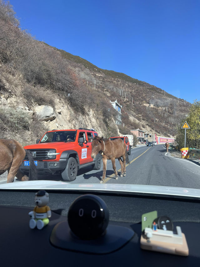 冬天的四姑娘山看到了日照金色雪山。