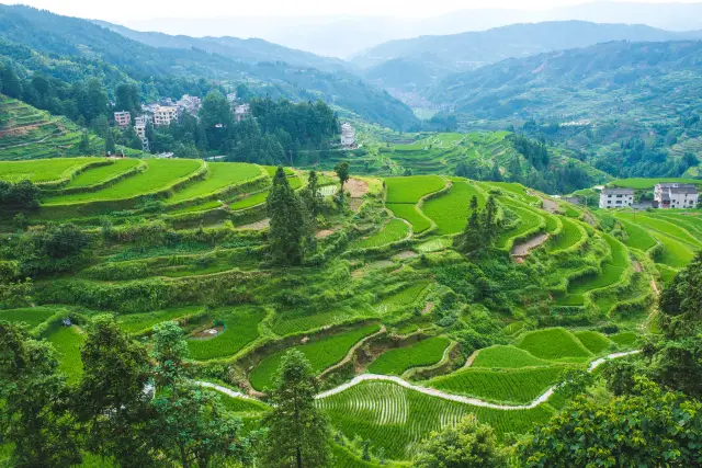 Zhaoxing Dong Village & Tang'an Rice Terraces | A Healing Getaway
