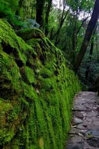 今日哀牢山實拍丨綠野仙蹤