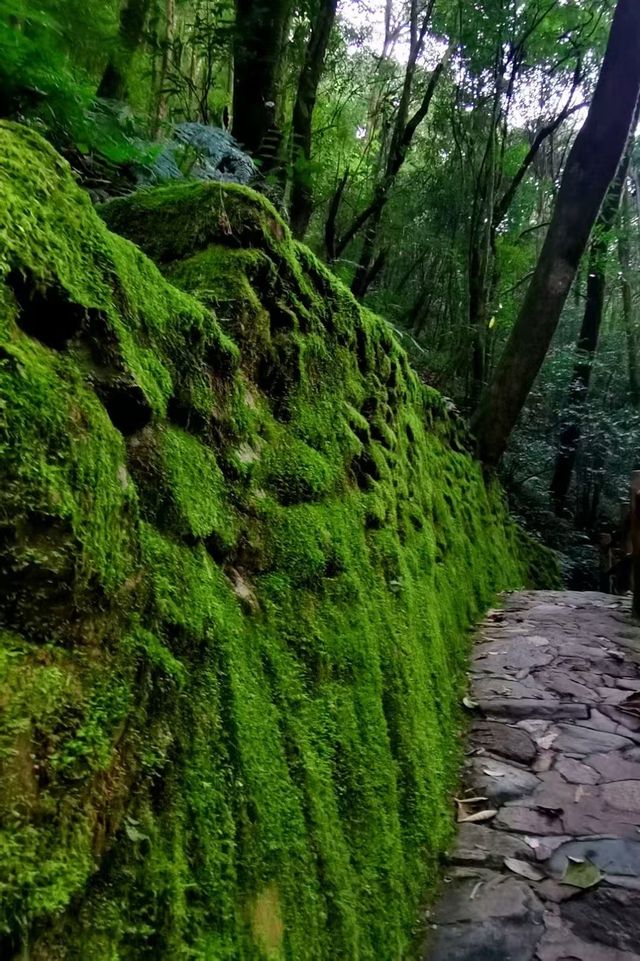今日哀牢山實拍丨綠野仙蹤