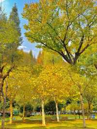 我宣布！這裡是武漢秋天最美的公園！