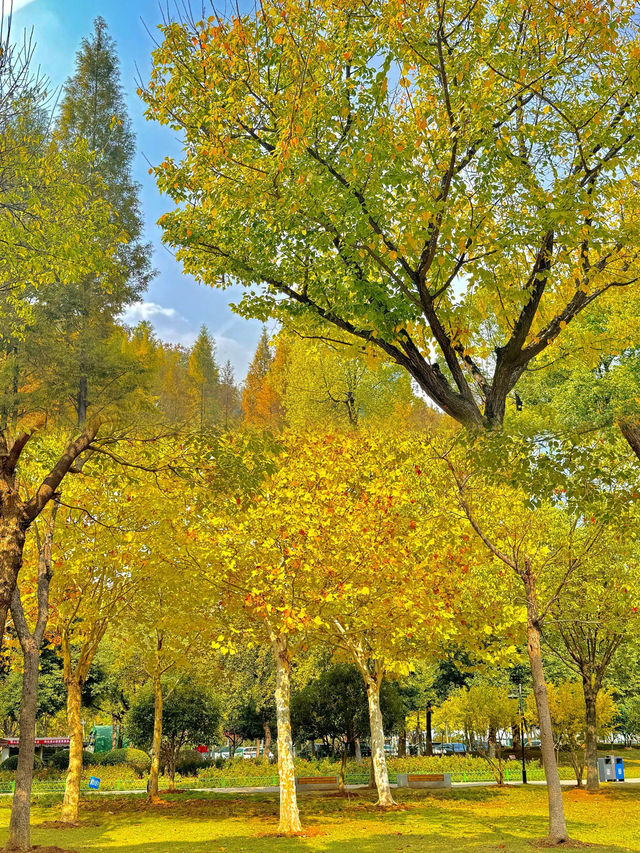 我宣布！這裡是武漢秋天最美的公園！