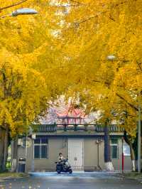 成都！四川大學望江校區的銀杏濃度已達10000%！
