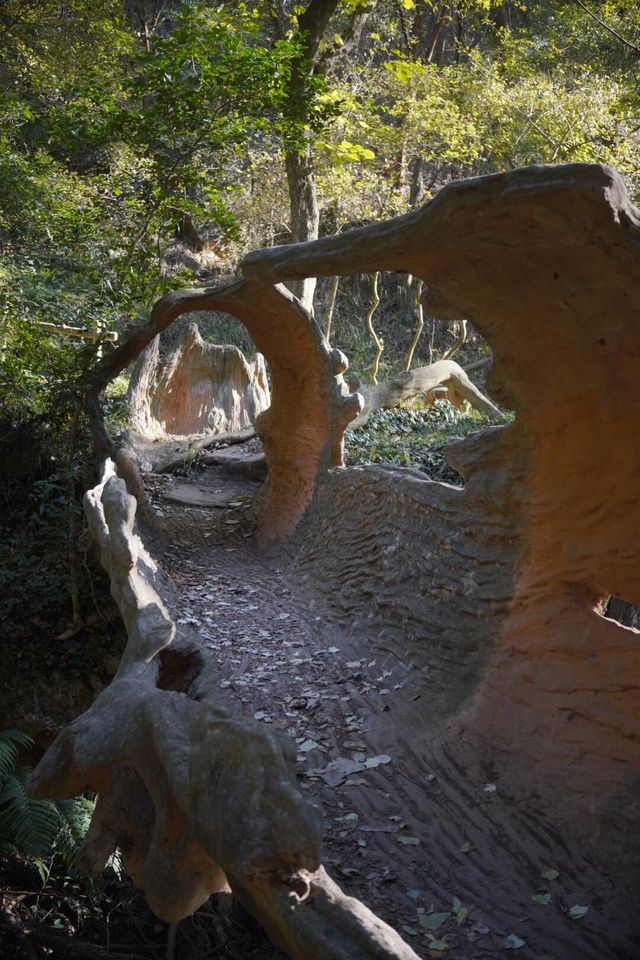 大口國家森林公園 | 森氧秘境，自然華章