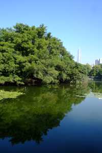 好像遇到了綠光森林！不敢相信這是荔枝公園
