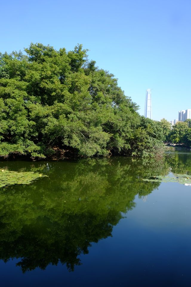好像遇到了綠光森林！不敢相信這是荔枝公園