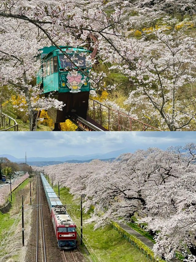 仙台船岡 白石川堤一目千本櫻