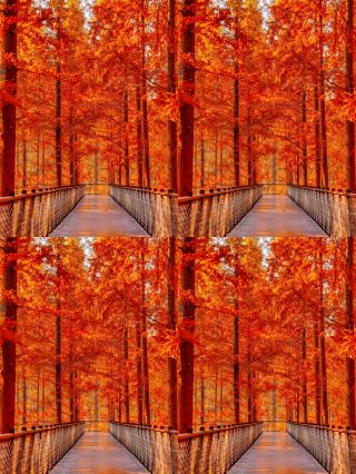 Amazing! This hidden fairytale forest is a must-see