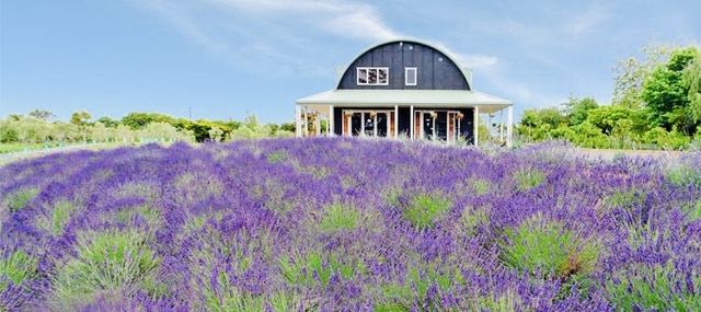 奧克蘭薰衣草農場之旅,夢幻打卡地! 奧克蘭薰衣草農場之旅,夢幻打卡地!