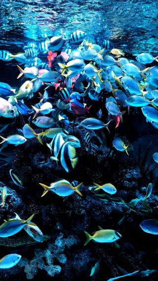 Meet the Dream Core Ocean at the Tulsa Aquarium
