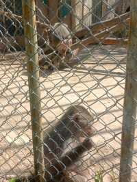 安徽大青山野生動物園 | 開啟超治癒的動物奇遇記