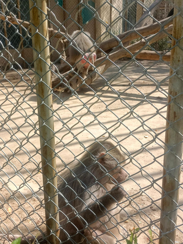 安徽大青山野生動物園 | 開啟超治癒的動物奇遇記