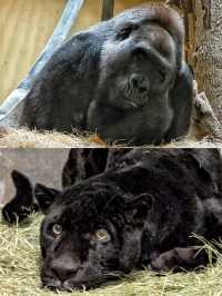 50%0FF休斯頓動物園開啟你與動物的零距離接觸