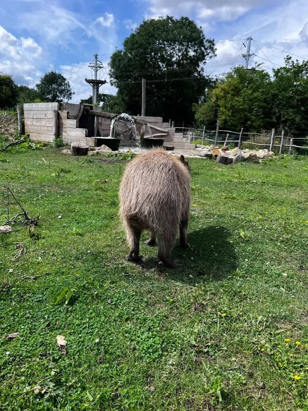 Weekend in London: Meet the Capybaras
