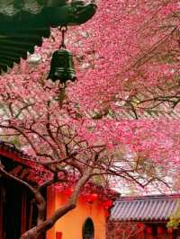 尋梅還得來鐵佛寺，一花一禪心！