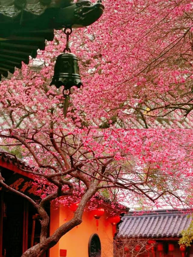 尋梅還得來鐵佛寺，一花一禪心！