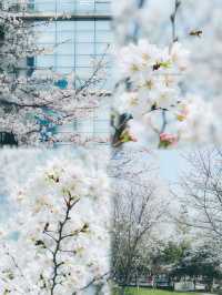 總結了近兩年武漢各個公園櫻花開放時間