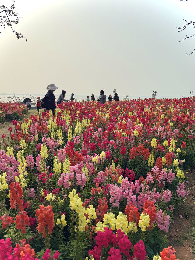 珠海春日最美寫照走進莫奈筆下金魚草花海
