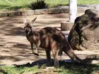 悉尼必打卡動物園｜塔龍加動物園，附超全攻略