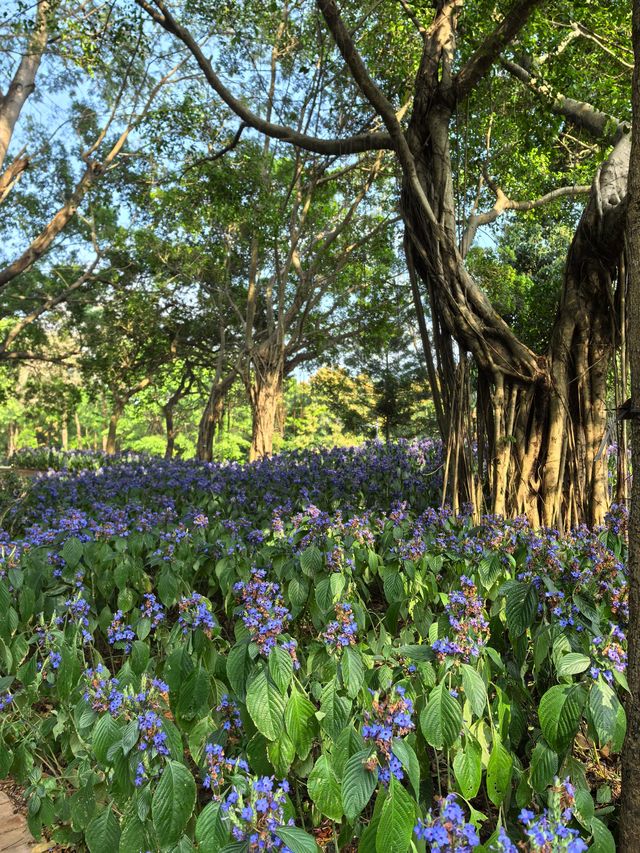 深圳筆架山體育公園 | 春日花箋