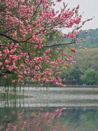 西湖三月天美景，賞花攻略不容錯過，二月梅花正盛