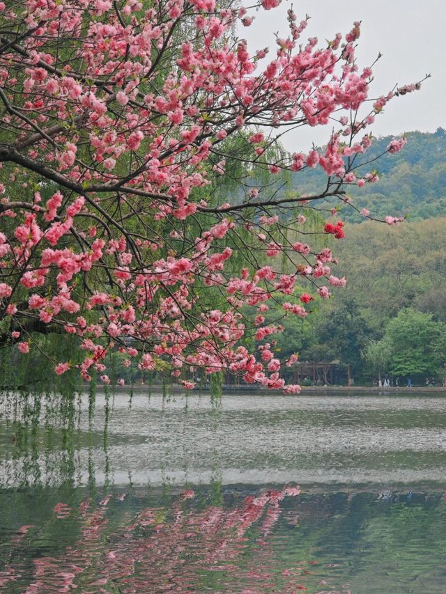 西湖三月天美景，賞花攻略不容錯過，二月梅花正盛