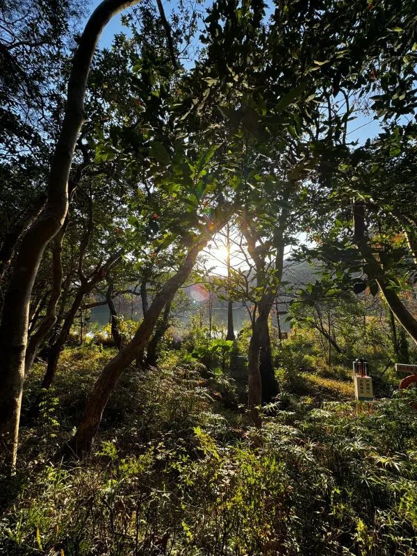 📍深圳｜恩上濕地公園👉週末吸氧好去處
