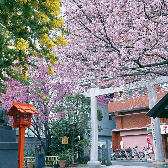 神社裡金與粉的世界⛩️