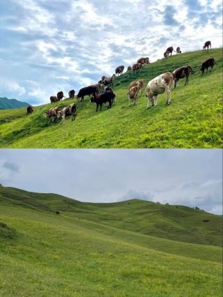 A summer healed by the grassland B&Bs of Kangle County