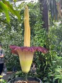 Witness the Blooming of the Corpse Flower!