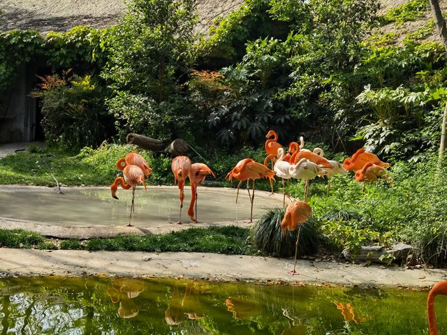 上海動物園，春遊好去處