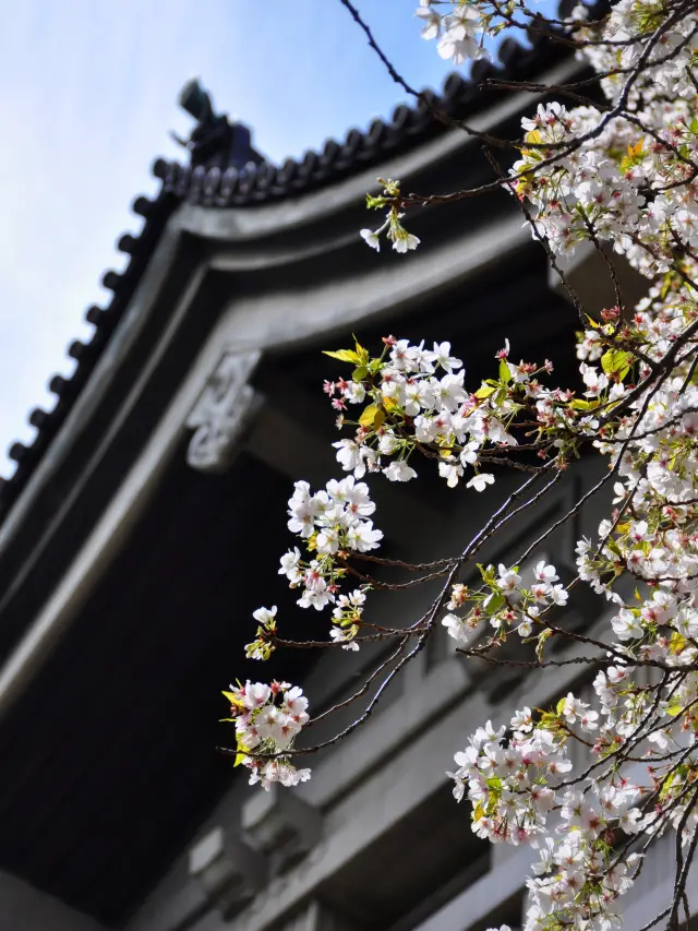 東京賞櫻花|熱門/冷門的賞櫻地 怎麼選?