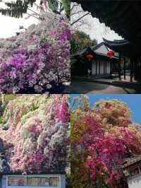 【深圳園博園 | 春日限定浪漫 攻略篇 