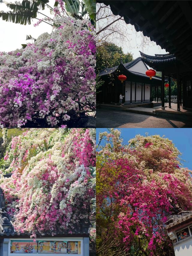 【深圳園博園 | 春日限定浪漫 攻略篇 