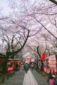 Kyoto and Nara: 4-Day Cherry Blossom Guide 🌸 Detailed Cherry Blossom and Deer Feeding Plan