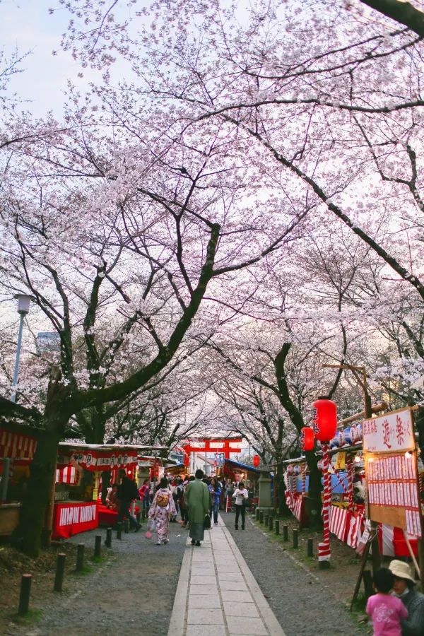 Kyoto and Nara: 4-Day Cherry Blossom Guide 🌸 Detailed Cherry Blossom and Deer Feeding Plan