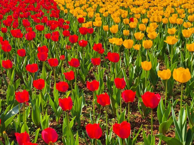 湖南省植物園鬱金香盛放