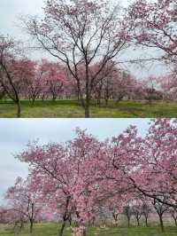 韶關櫻花公園