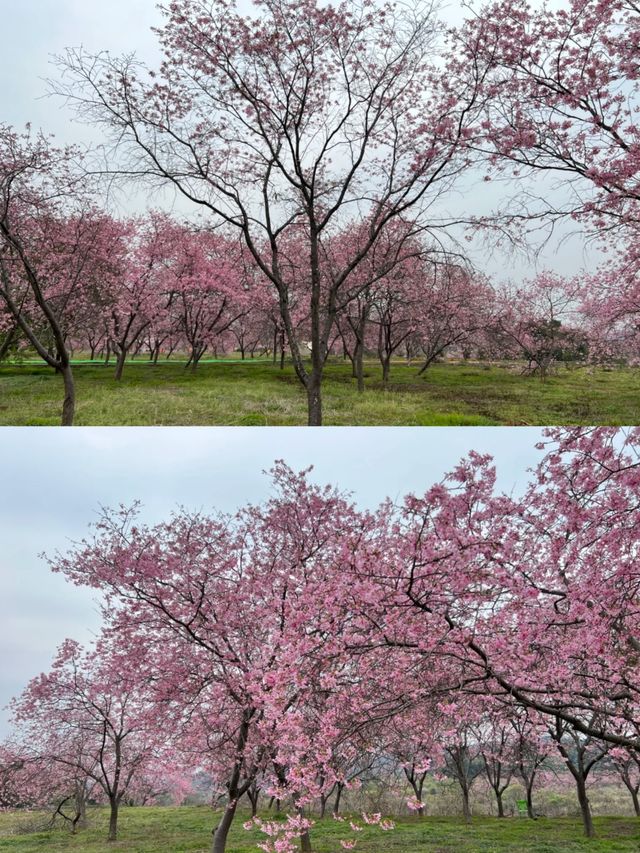 韶關櫻花公園